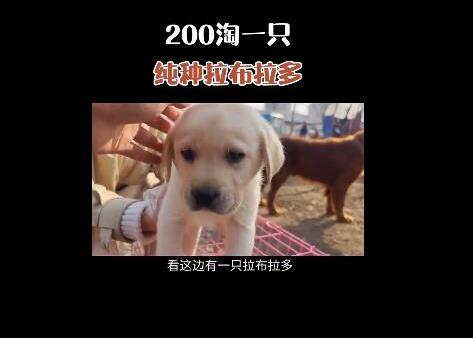 抖音快手賣貓狗賺錢怎么樣？教程揭秘：抖音快手賣貓狗月入數(shù)萬(wàn)是真的嗎？